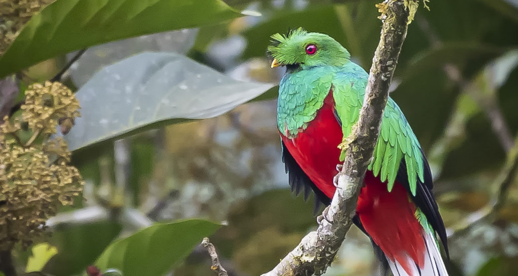 Quetzal en Chocó Andino Ecuador. Fotografía ©Julie Watson