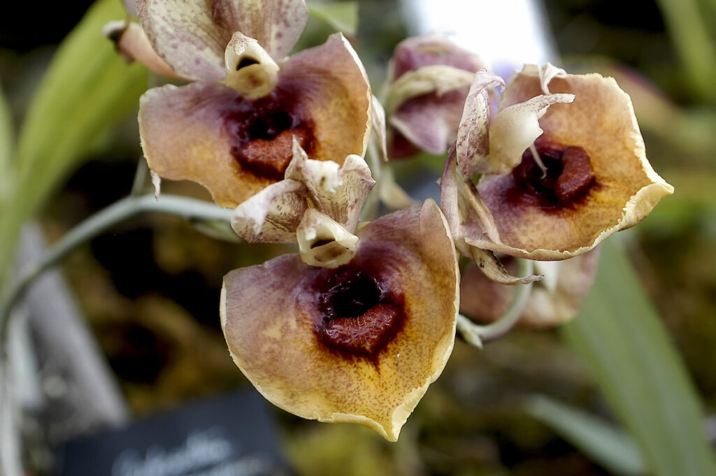 Orquídeas en Ecuador