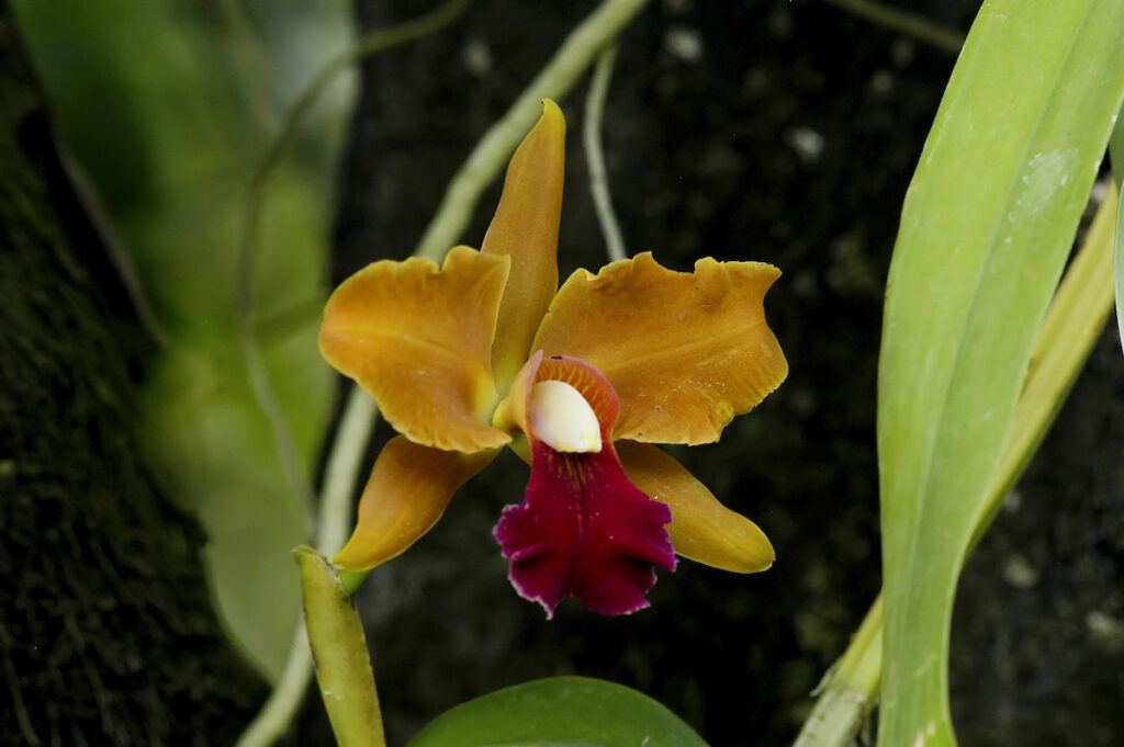 Orquídeas en Mindo. Cattleya