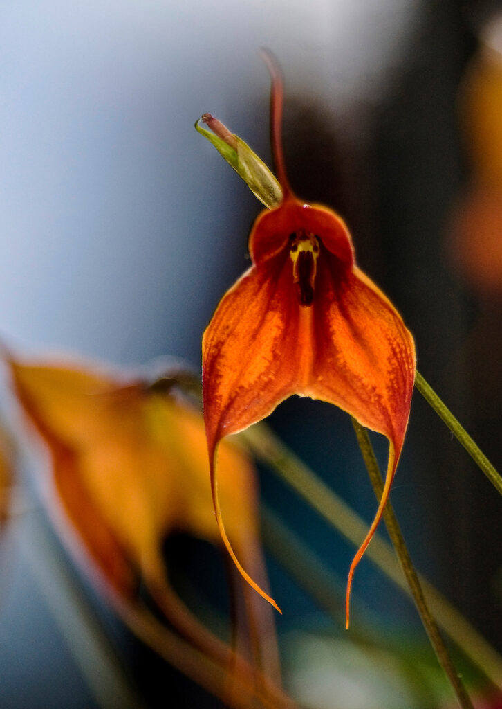 Masdevallia Veitchiana