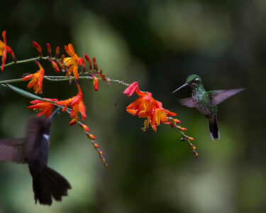 Colibrí en Mindo Ecuador