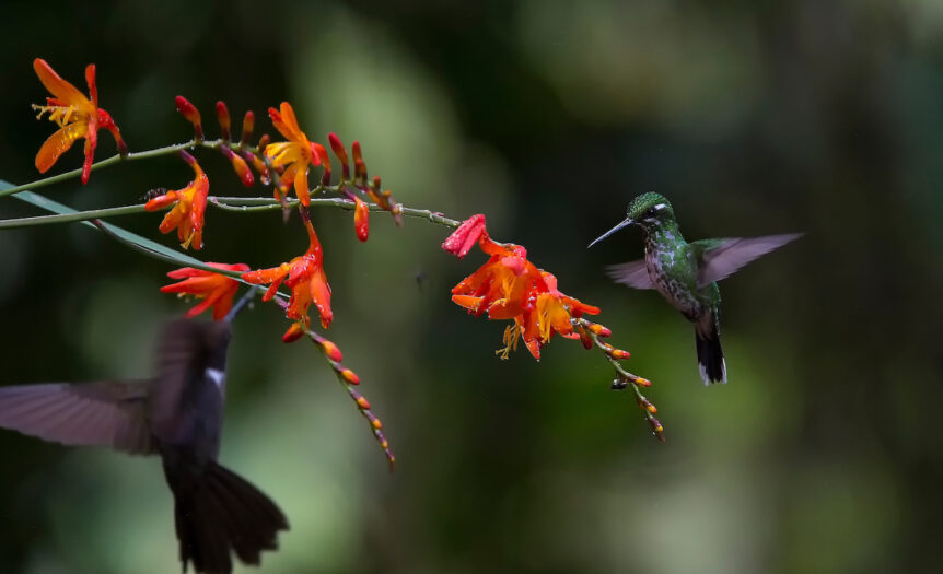 Colibrí en Mindo Ecuador