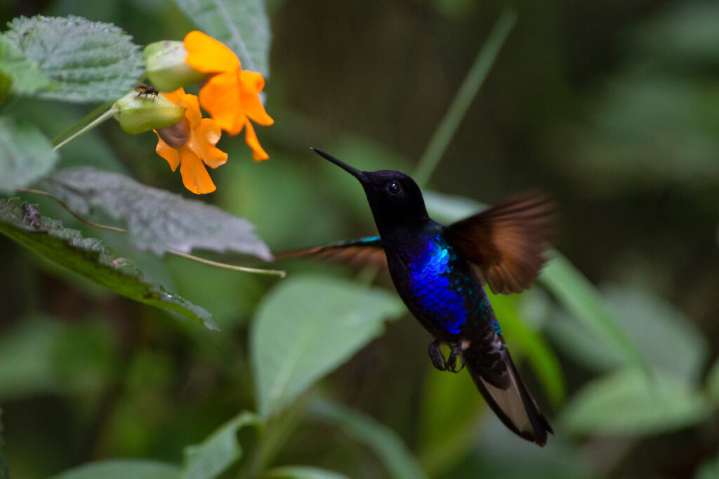 Colibrí en Mindo Ecuador