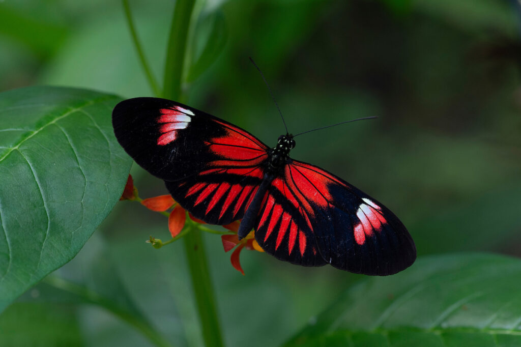 Heliconius melpomene o mariposa cartero en Mindo, Ecuador