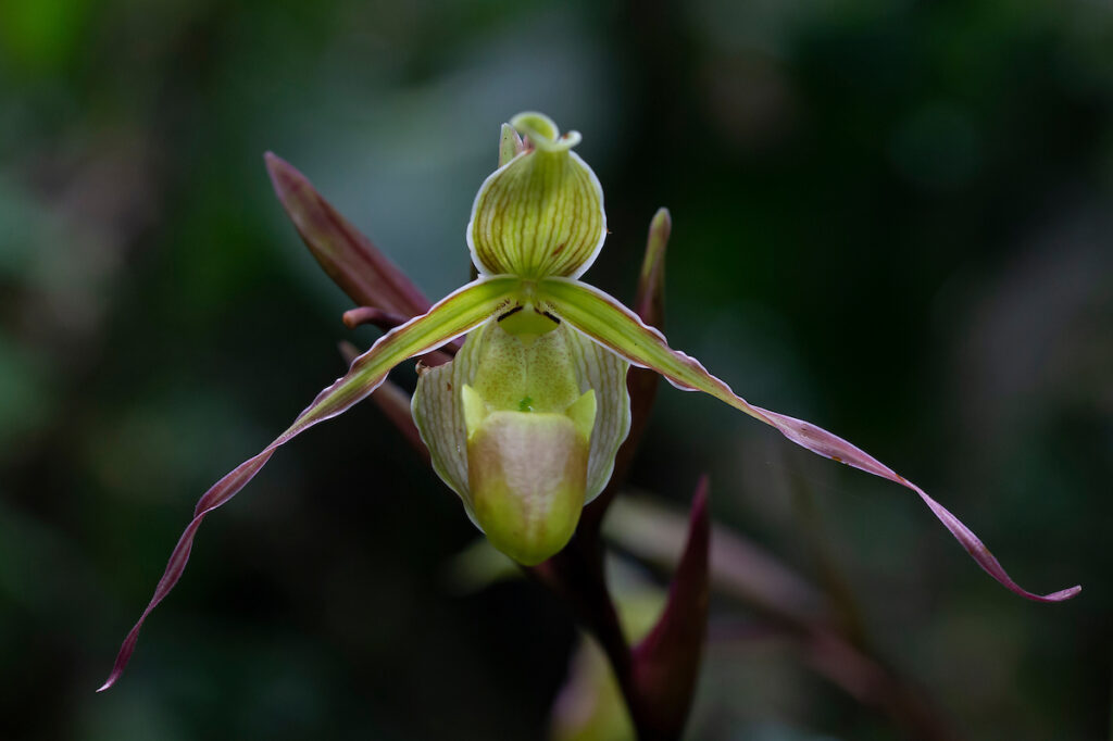 Phragmipedium longifolium