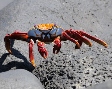 Cangrejo Galapagos