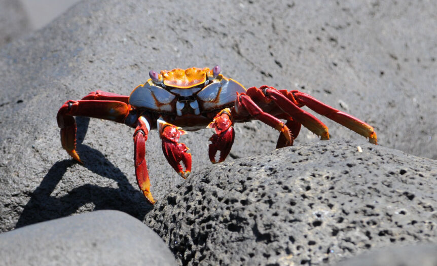 Cangrejo Galapagos