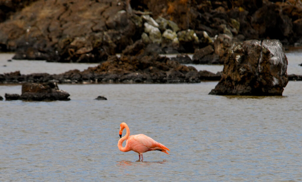 Flamenco / Flamingo Galapagos