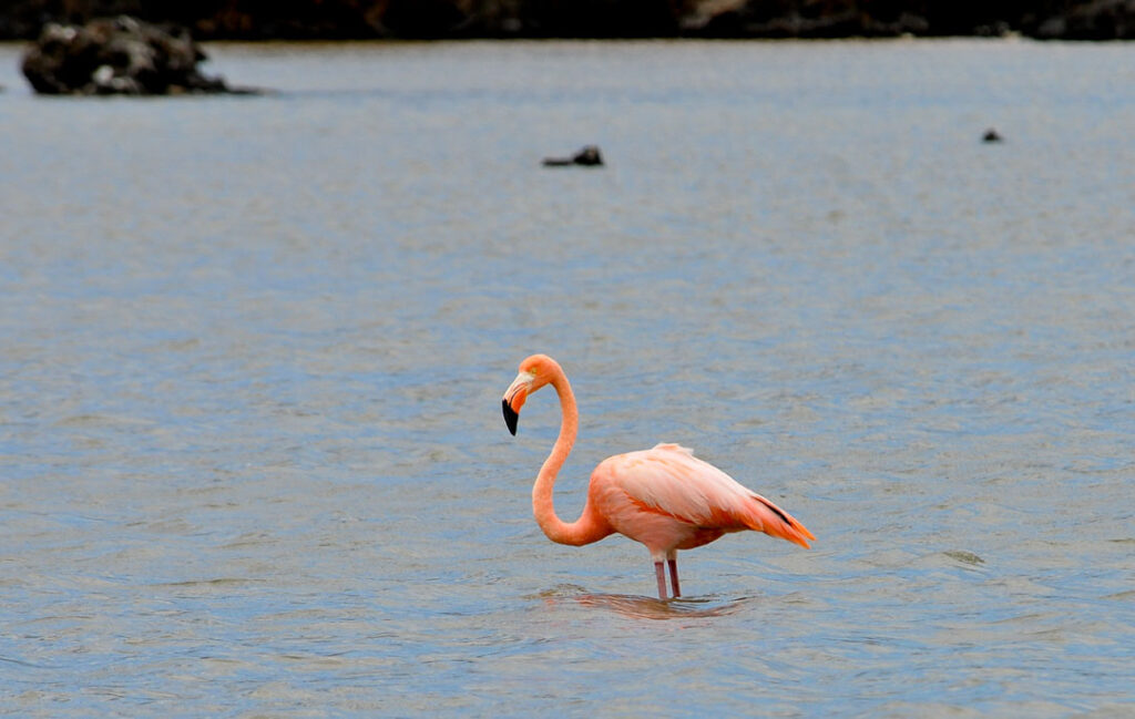 Flamenco / Flamingo Galapagos