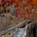 Lava lizard