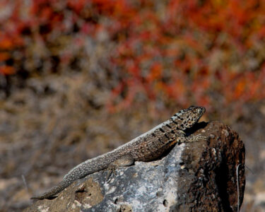 Lava lizard