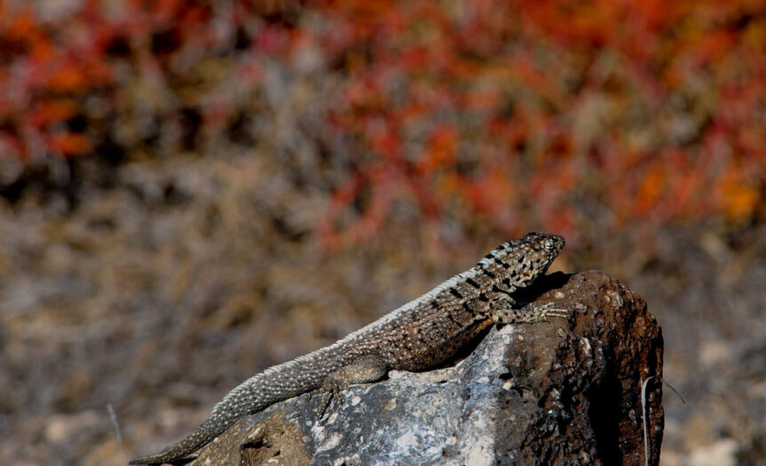 Lava lizard