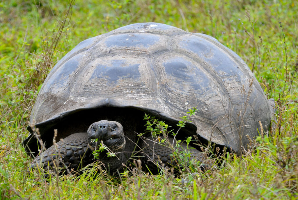 Tortuga Gigante Galápagos