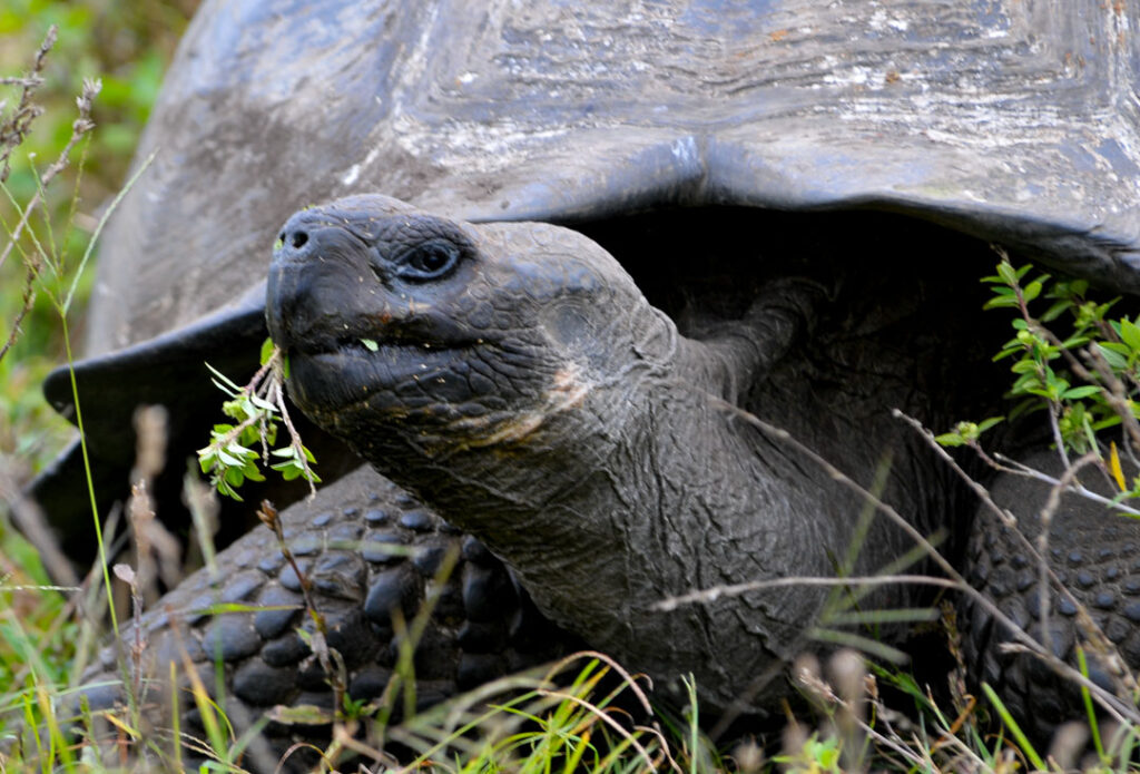 Tortugas gigantes de Galápagos