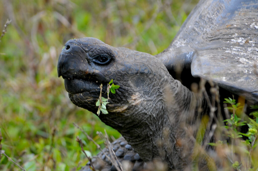 Tortuga de Galápagos comiendo