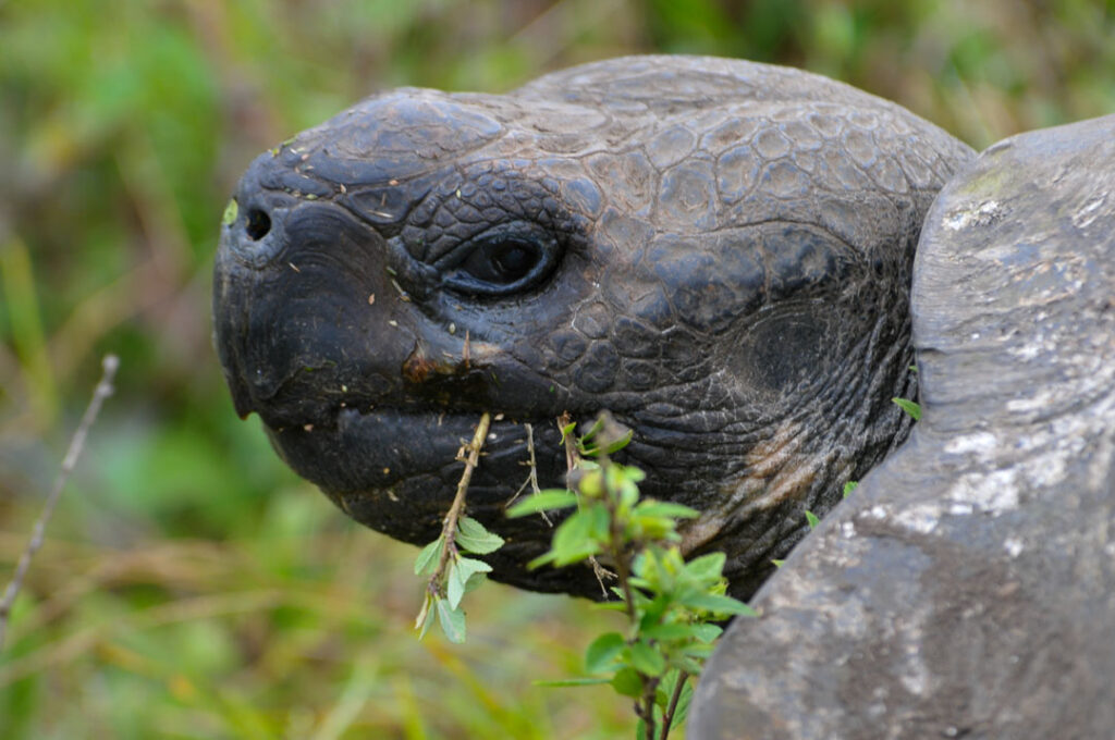 Cabeza de tortuga de las islas Galápagos. ©Patricio Realpe