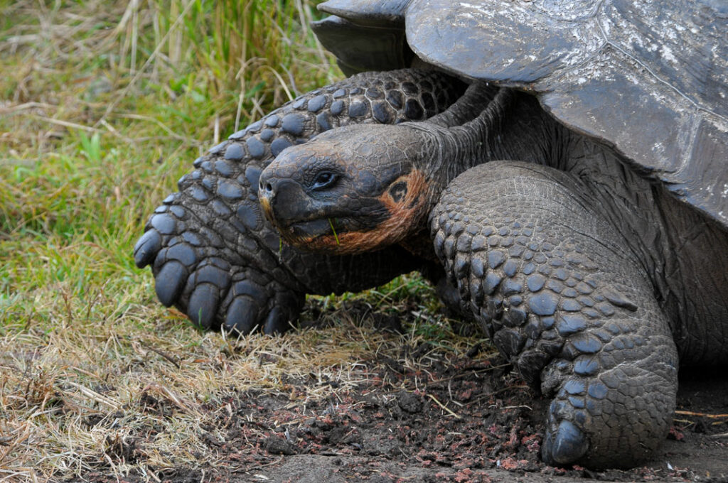 Tortuga gigante de Galapagos