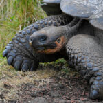 Tortuga gigante de Galapagos