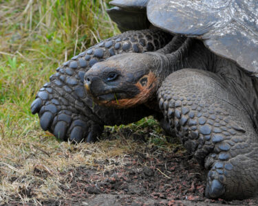 Tortuga gigante de Galapagos