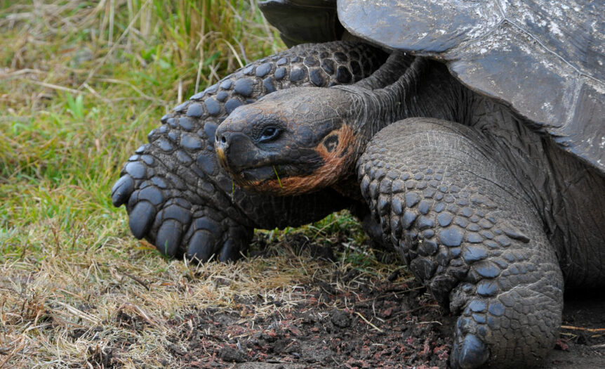 Tortuga gigante de Galapagos