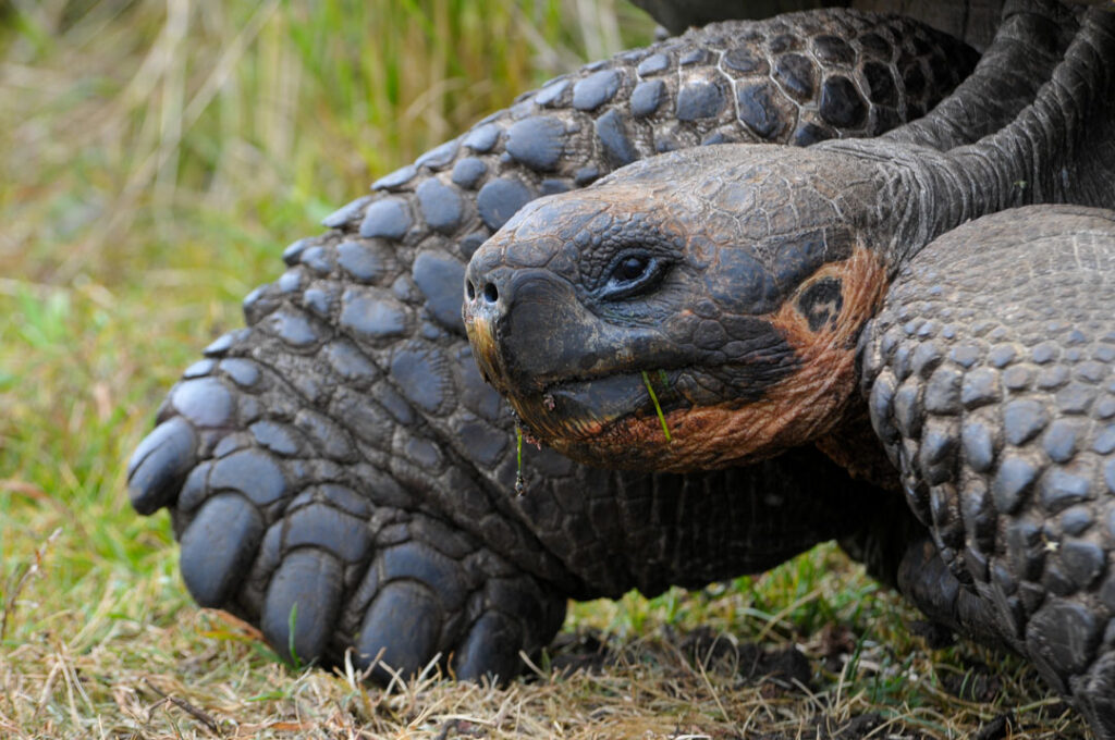 Tortuga gigante Galapagos