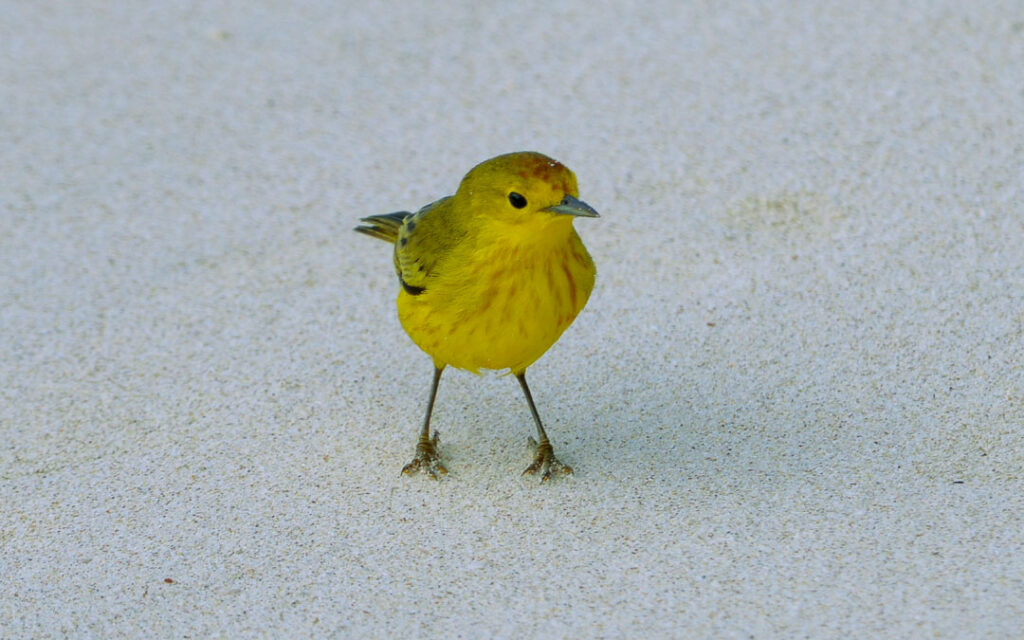 Yellow Warbler Galapagos