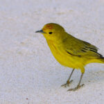 Yellow Warbler de Galápagos