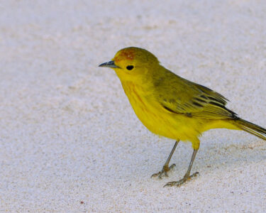 Yellow Warbler de Galápagos