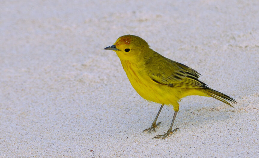 Yellow Warbler de Galápagos