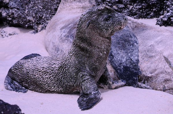 Cría de león marino de Galápagos