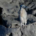 garza de lava de Galápagos