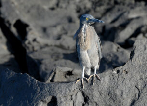 garza de lava de Galápagos