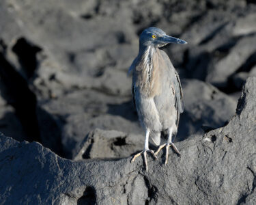 garza de lava de Galápagos