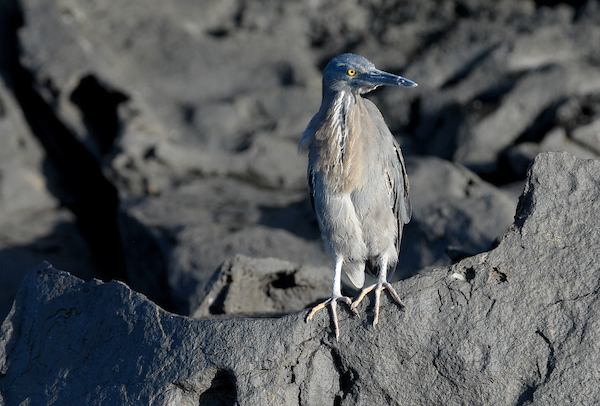 garza de lava de Galápagos