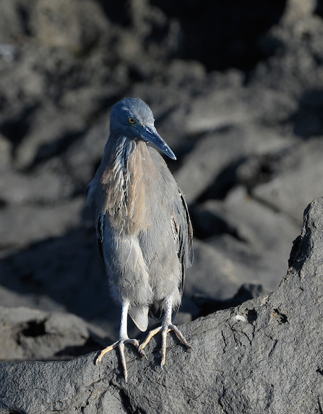 Garza de lava de Galápagos