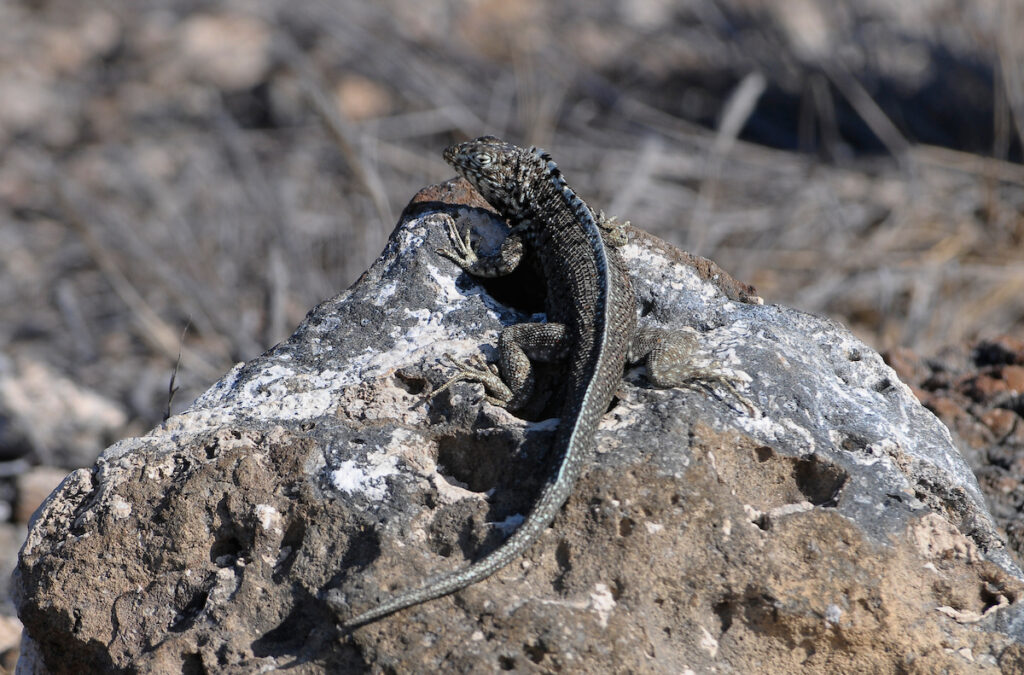 Lagartija de lava