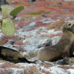 León marino de Galápagos