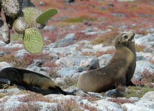 León marino de Galápagos