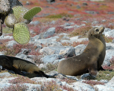 León marino de Galápagos