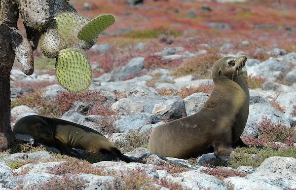 León marino de Galápagos