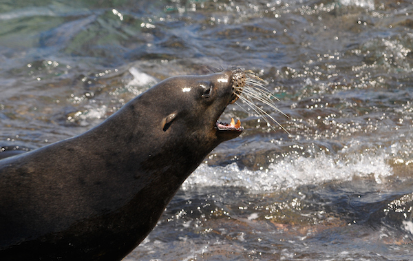 León marino de Galápagos