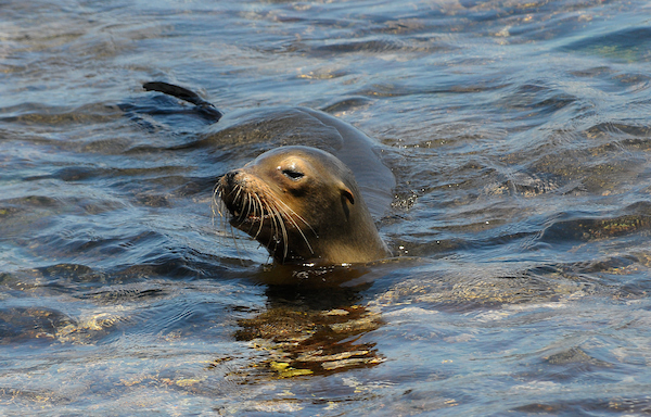 León marino de Galápagos